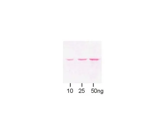 62-8448-22　Anti-Maltose Binding Protein; 100 μL　AB3596