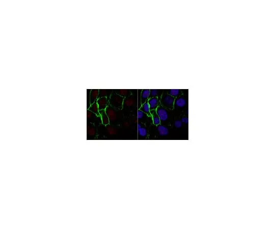 62-8372-01　Anti-Nibrin/Nbs1 Antibody, clone EE15 (Ascites Free)　05-616-C