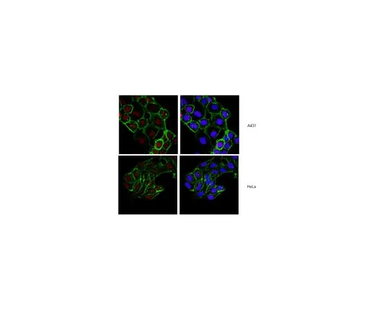 62-8374-76　Anti-Histone H2B, clone 5HH2-2A8; 100 μL　05-1352