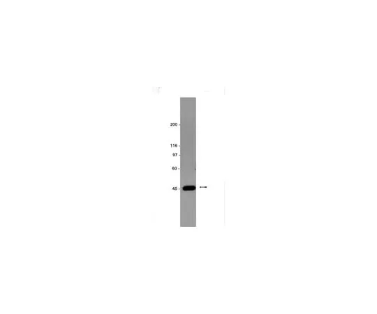 62-8372-06　Anti-IKKγ; 100 μg　05-631