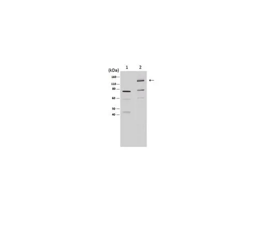 62-8465-30　Anti-iNOS/NOS II, NT; 100 μg　ABN26