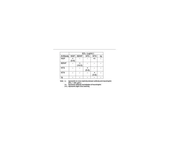 62-8445-05　Anti-Brain Derived Neurotrophic Factor; 100 μL　AB1513
