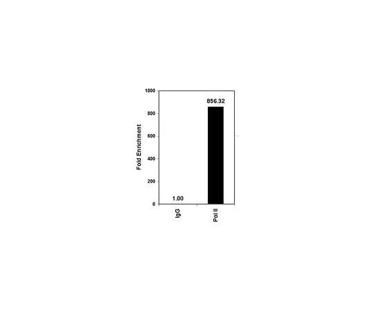 62-8393-60　ChIPAb+ RNA Pol II - ChIP Validated Antibody and Primer Set　17-620
