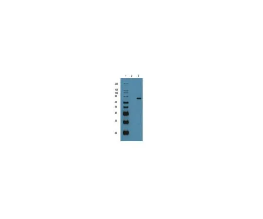 62-8391-76　p53-GST (recombinant protein); 50 μg　14-865