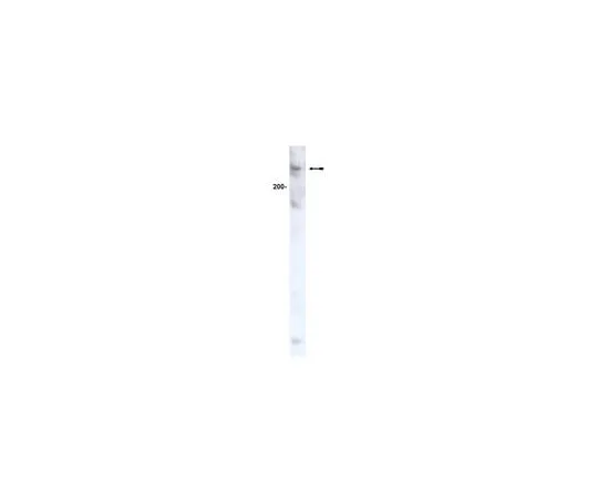 62-8371-50　Anti-ATM, clone AM9; 200 μL　05-513