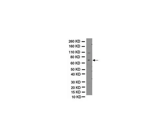62-8449-10　Anti-Vesicular GABA Transporter (VGAT); 50 μg　AB5062P