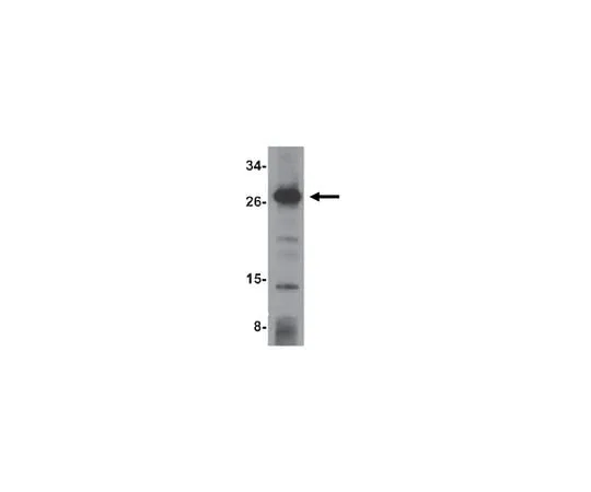 62-8458-76　Anti-OCIAD1 Antibody ABC828　ABC828