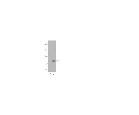 62-8368-61　Anti-phospho-Ribosomal Protein S6 (Ser235), clone MC27; 100 μL　04-795