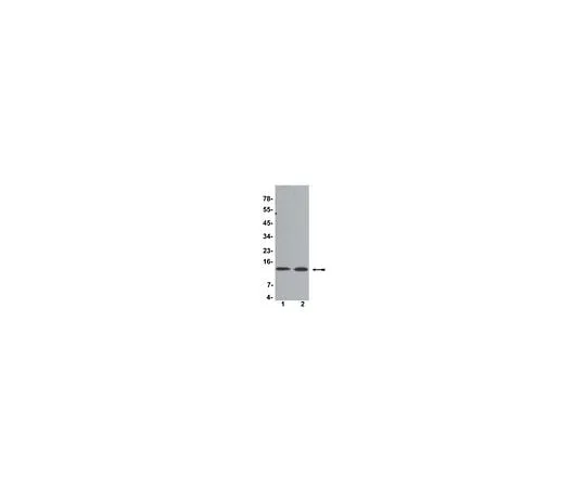 62-8383-73　Anti-Histone H4; 200 μL　07-108