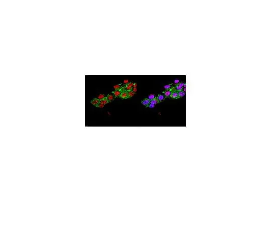 62-8451-03　Anti-Neurogenin 3, a.a. 80-93 of mo*** Neurogenin 3.; 100 μg　AB5684