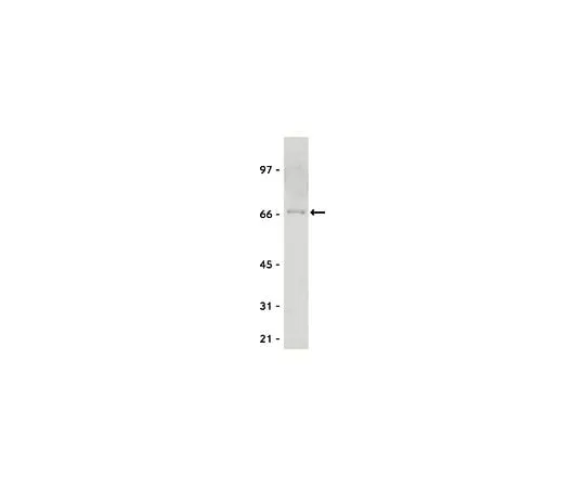 62-8381-58　Anti-Myc Tag; 200 μg　06-549