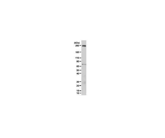 62-8461-09　Anti-ARID1B Antibody ABE316　ABE316