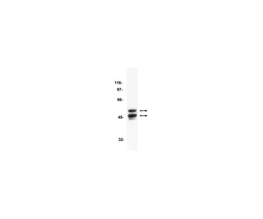 62-8371-06　Anti-GSK3, clone 4G-1E; 100 μg　05-412