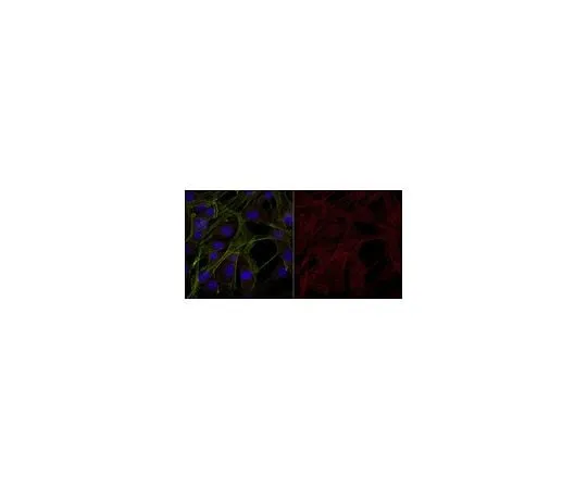 62-8444-94　Anti-Interleukin-1β Antibody, Alexa Fluor(R) 555 Conjugate　AB1413-I-AF555
