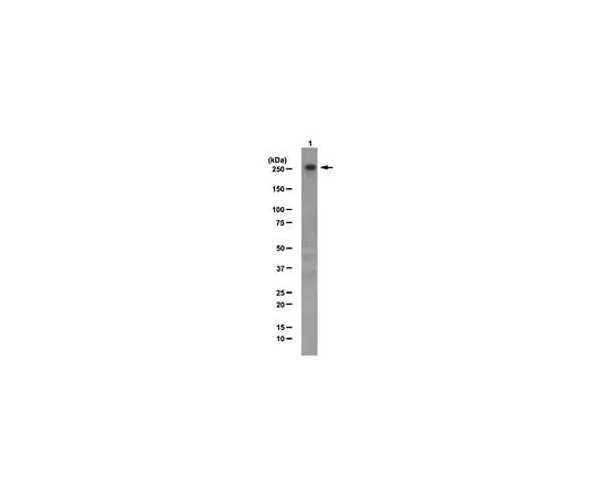 62-8460-28　Anti-CHD-3; 100 μg　ABE86