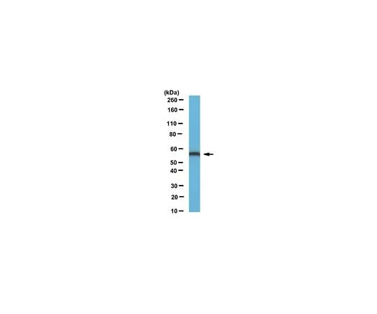 62-8462-99　Anti-ERp57 Antibody Cat. No. ABE1032　ABE1032