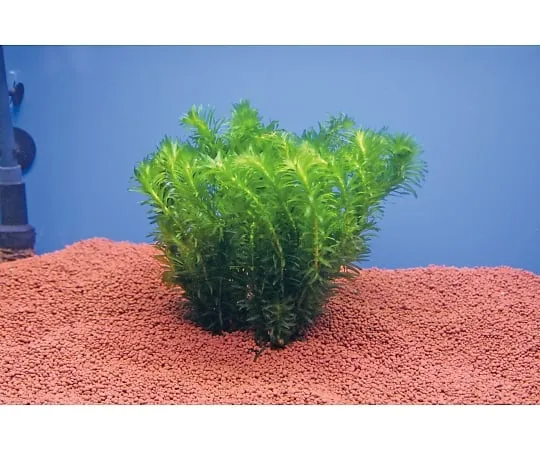 3-5208-01　Egeria Densa, Water Grass for Research