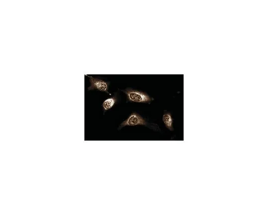 62-8374-39　Anti-JAK1, clone 73; 100 μg　05-1154