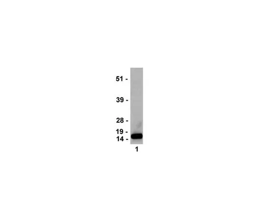 62-8368-46　Anti-trimethyl-Histone H3 (Lys4), clone MC315; 100 μL　04-745