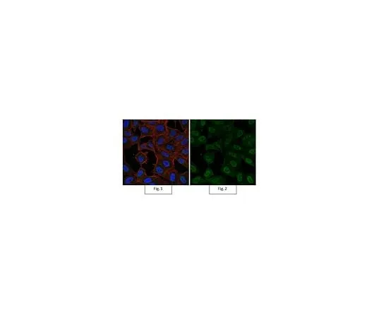 62-8385-09　Anti-dimethyl-Histone H3 (Lys9) Antibody, AlexaFluor(R) 488 Conjugate　07-441-AF488