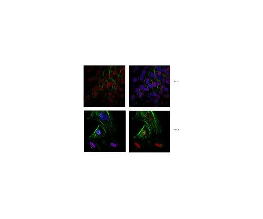 62-8461-40　Anti-Cohesin subunit SA-2 Antibody ABE394　ABE394