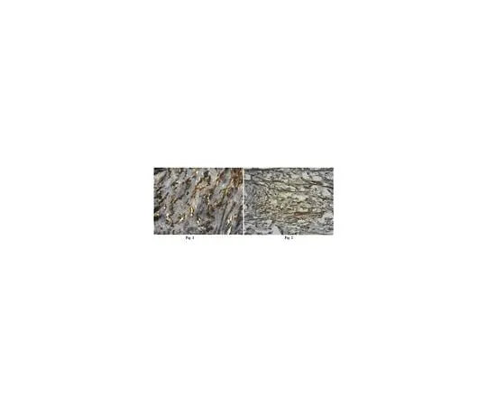 62-8447-01　Anti-Integrin beta-3; 100 μg　AB2984