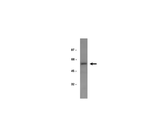 62-8370-66　Anti-EF1α, clone CBP-KK1; 200 μg　05-235