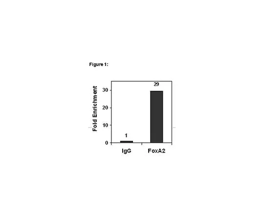 62-8394-79　ChIPAb+(TM) FOXA2; 25 assays　17-10258