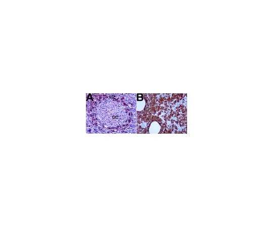 62-8373-89　Anti-TCL1; 100 μL　05-954