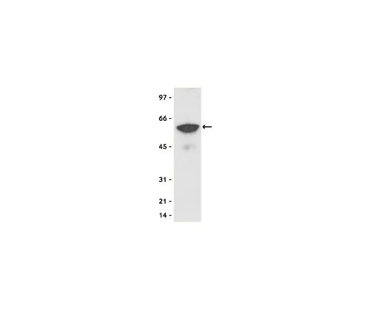 62-8392-40　Anti-Myc Tag, clone 4A6, agarose conjugate; 100 μg　16-219