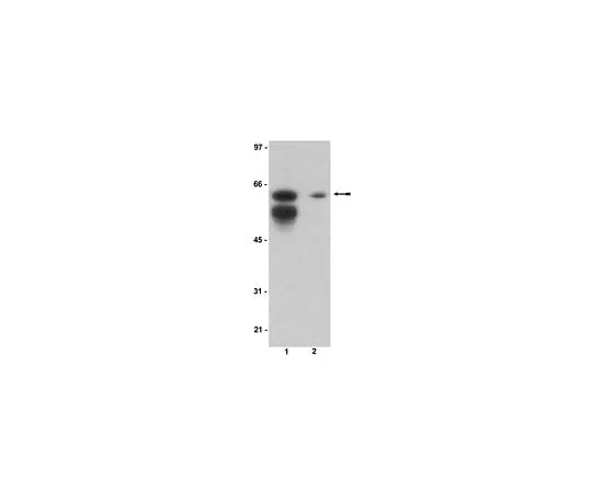 62-8384-92　Anti-Sam 68; 200 μL　07-415