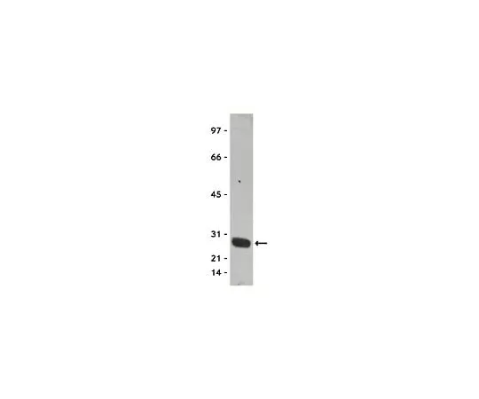 62-8392-35　Anti-GST Tag, clone DG122-2A7, HRP conjugate; 100 μL　16-209