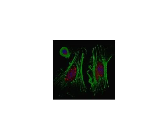 62-8464-29　Anti-TERT Antibody　ABE2075