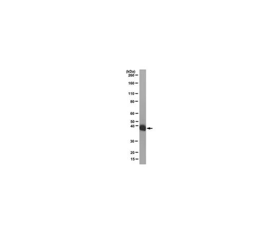 62-8371-42　Anti-LacI Antibody, clone 9A5　05-503-I