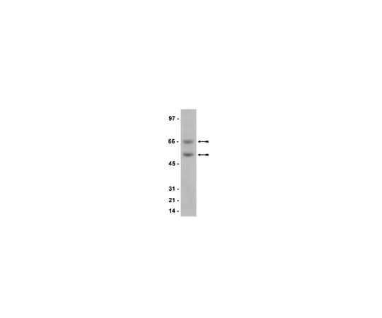 62-8372-90　Anti-Meis 1/2/3, clone 9.2.7; 100 μL　05-779