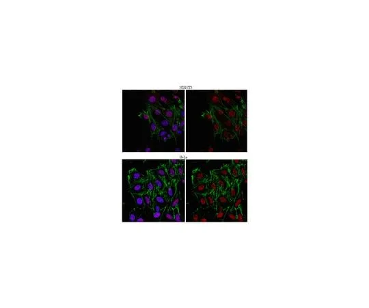62-8460-15　Anti-NELF-E; 100 μg　ABE48