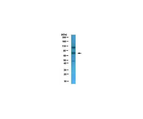 62-8460-27　Anti-NXF1; 100 μL　ABE81