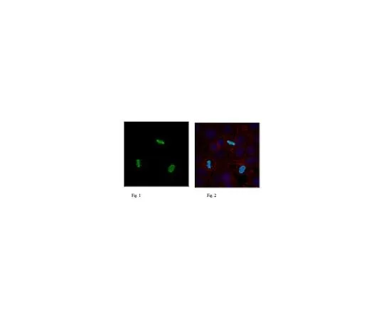 62-8460-72　Anti-phospho Histone H3 (Ser57) Antibody, Trial Size　ABE219-S