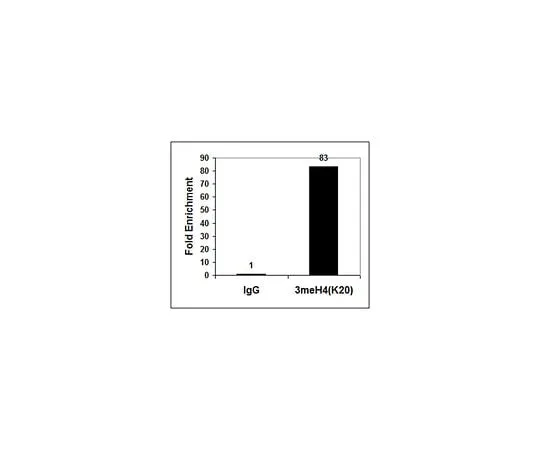 62-8385-25　Anti-trimethyl-Histone H4 (Lys20); 200 μL　07-463