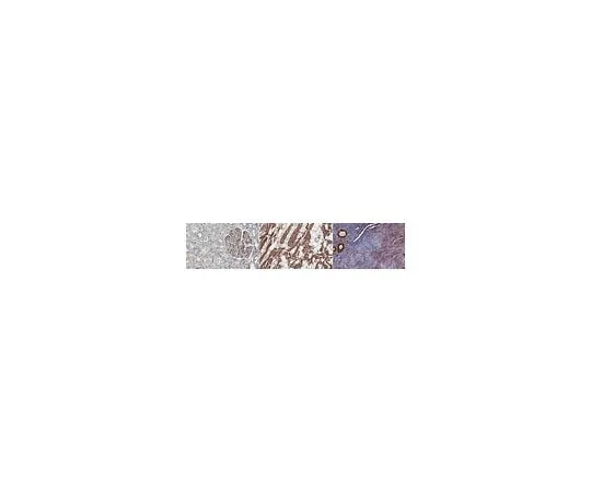62-8448-43　Anti-Adiponectin Antibody　AB3784P-I