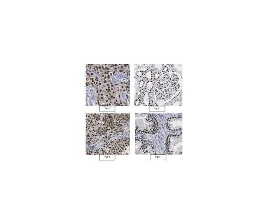 62-8459-03　Anti-CtBP-2 Antibody　ABC924