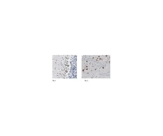 62-8466-97　Anti-GLUT9　ABN407