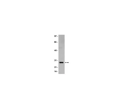 62-8373-24　Anti-Bcl2, clone AW604; 200 μg　05-826