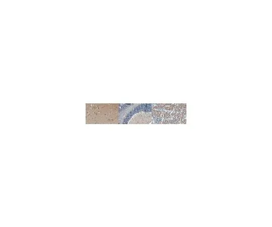 62-8384-84　Anti-Cu/Zn-SOD Antibody　07-403-I