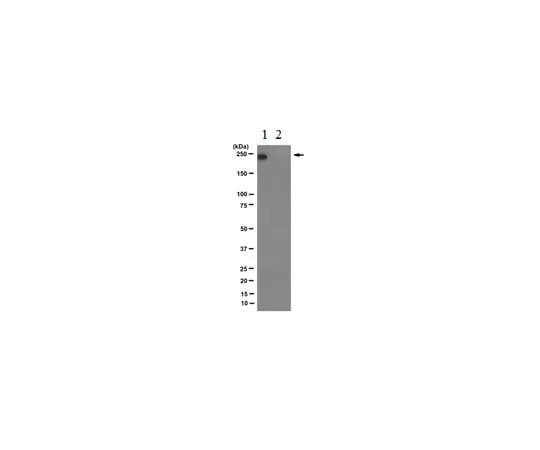 62-8369-49　Anti-RNA polymerase II subunit B1 (phospho CTD Ser-2), clone 3E10 04-1571-I　04-1571-I