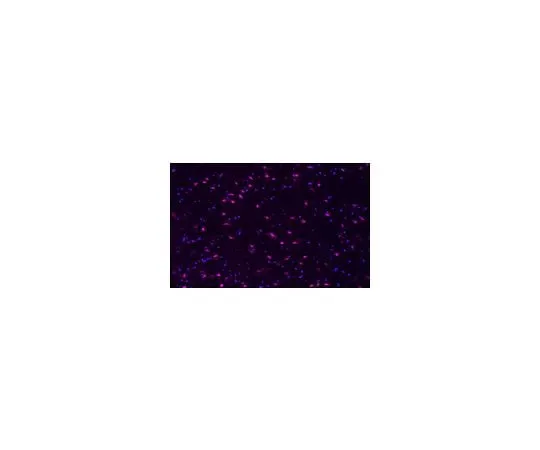 62-8381-53　Anti-phospho-CREB (Ser133) Antibody, Alexa Fluor(R)647 conjugate　06-519-AF647