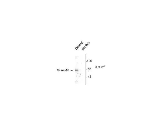 62-8453-70　Anti-phospho-Munc-18 (Ser515); 100 μL　AB9842