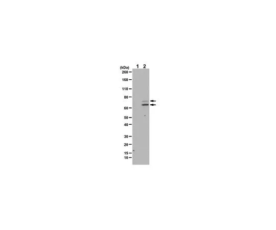62-8465-17　Anti-phospho-Syk (Tyr323)　ABF1207