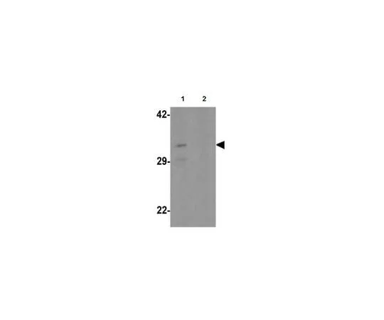 62-8457-66　Anti-CLEC2A　ABC328
