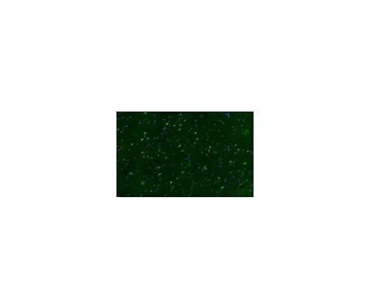 62-8381-52　Anti-phospho-CREB (Ser133) Antibody, Alexa Fluor(R) 488 conjugate　06-519-AF488